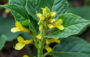 The Ultimate Guide to Mullein Leaf Supplements