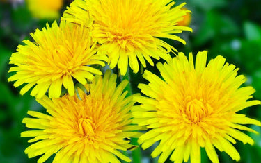 Natural Diuretics: The Best Supplements & Foods