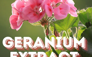 Geranium Extract in Sports Nutrition Supplements: What You Need To Know