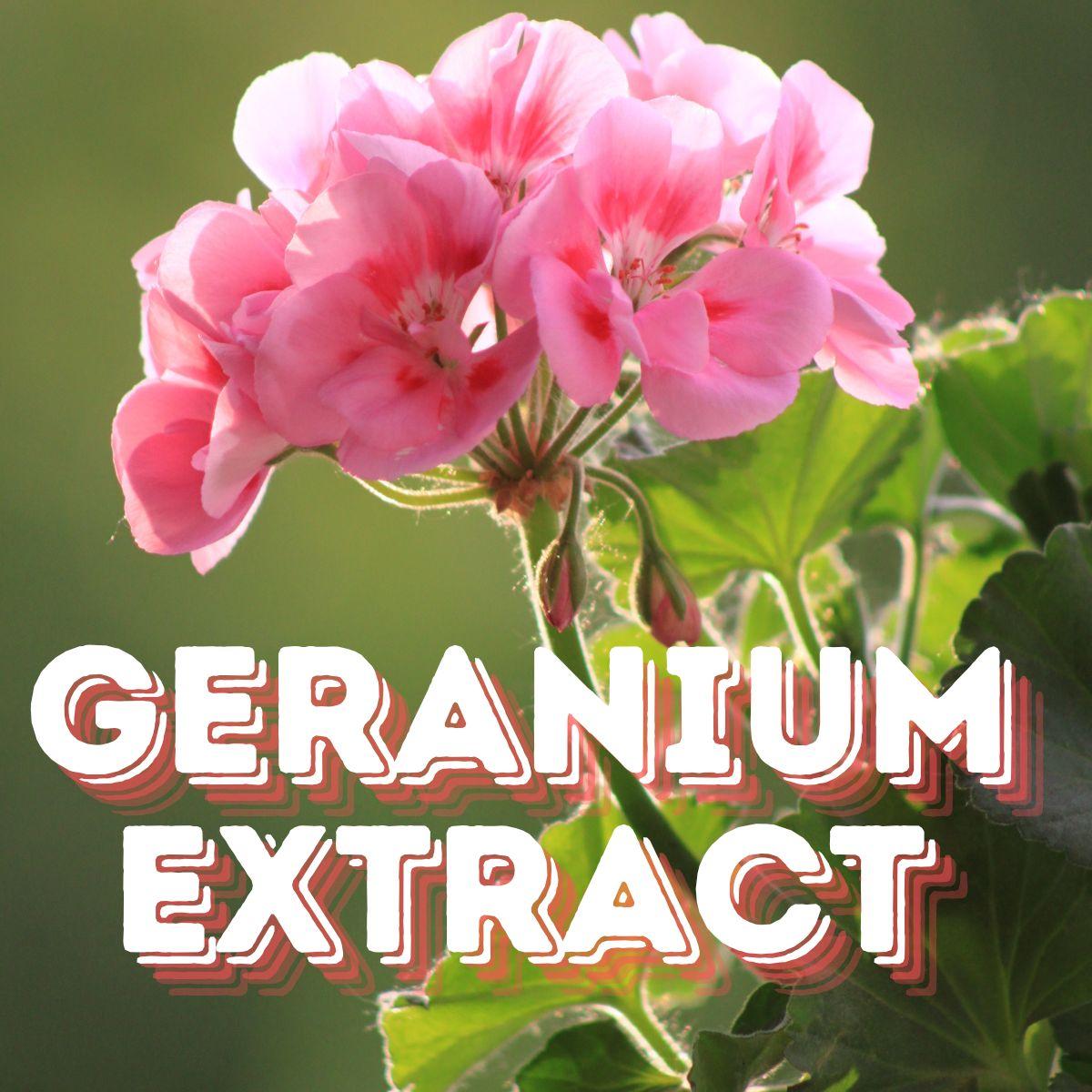 Geranium Extract Powder Geranium Extract in Sports Nutrition Supplements: What You Need To Know ...